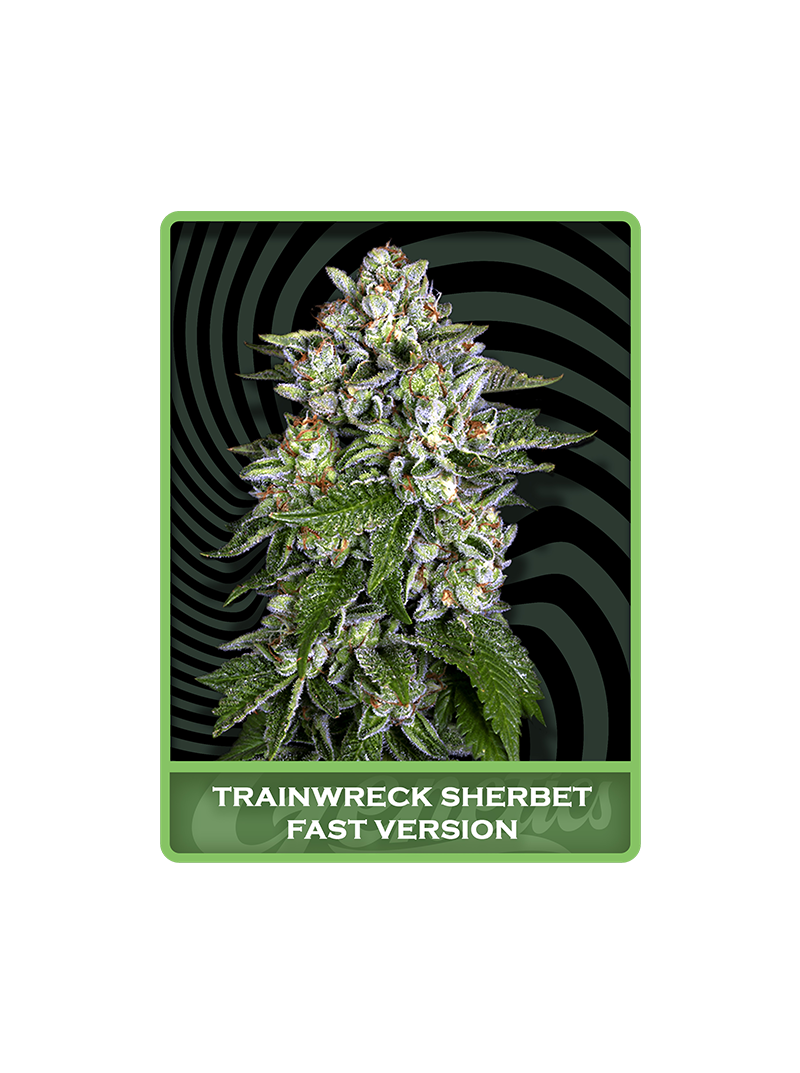 Trainwreck Sherbet Fast, Фасовка: 3