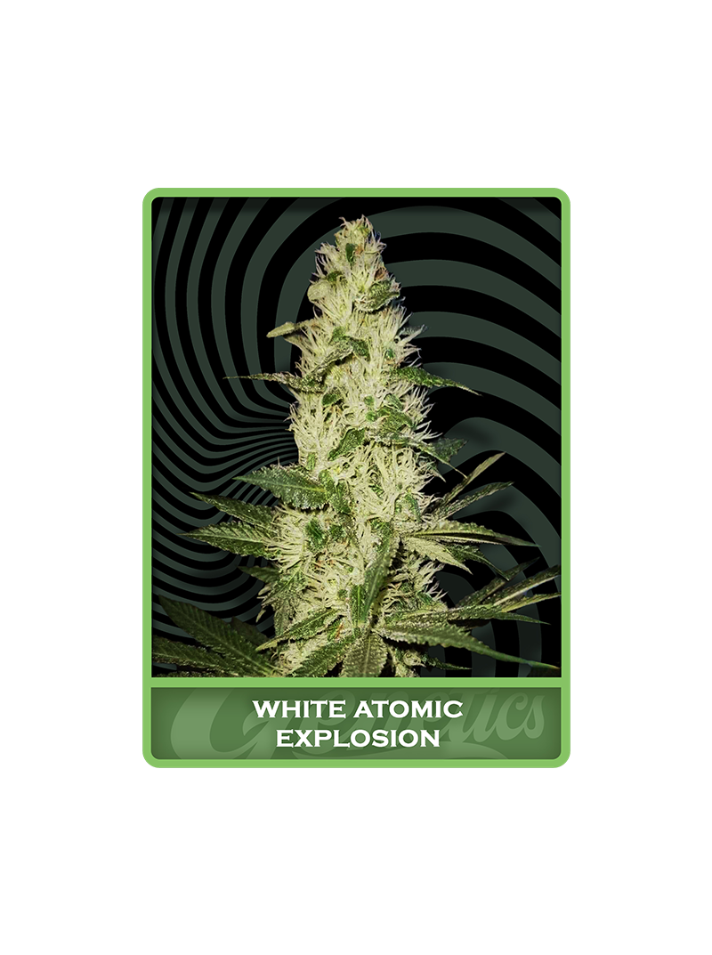 White Atomic Explosion, Фасовка: 3