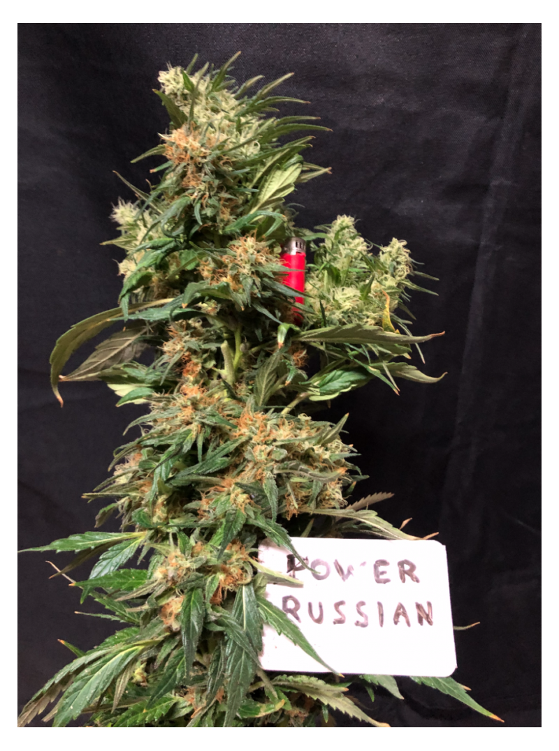 Power Russian, Фасовка: 5, изображение 2