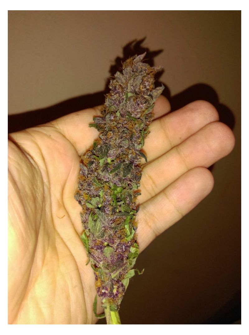 Purple Mazar Auto, Фасовка: 5, изображение 6