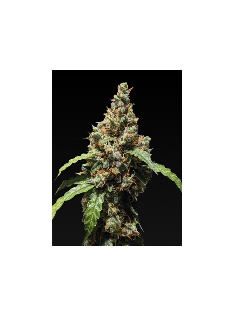 Auto Black Jack, Фасовка: 5