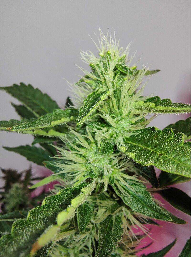 Moby Dick Auto, Фасовка: 3, изображение 4