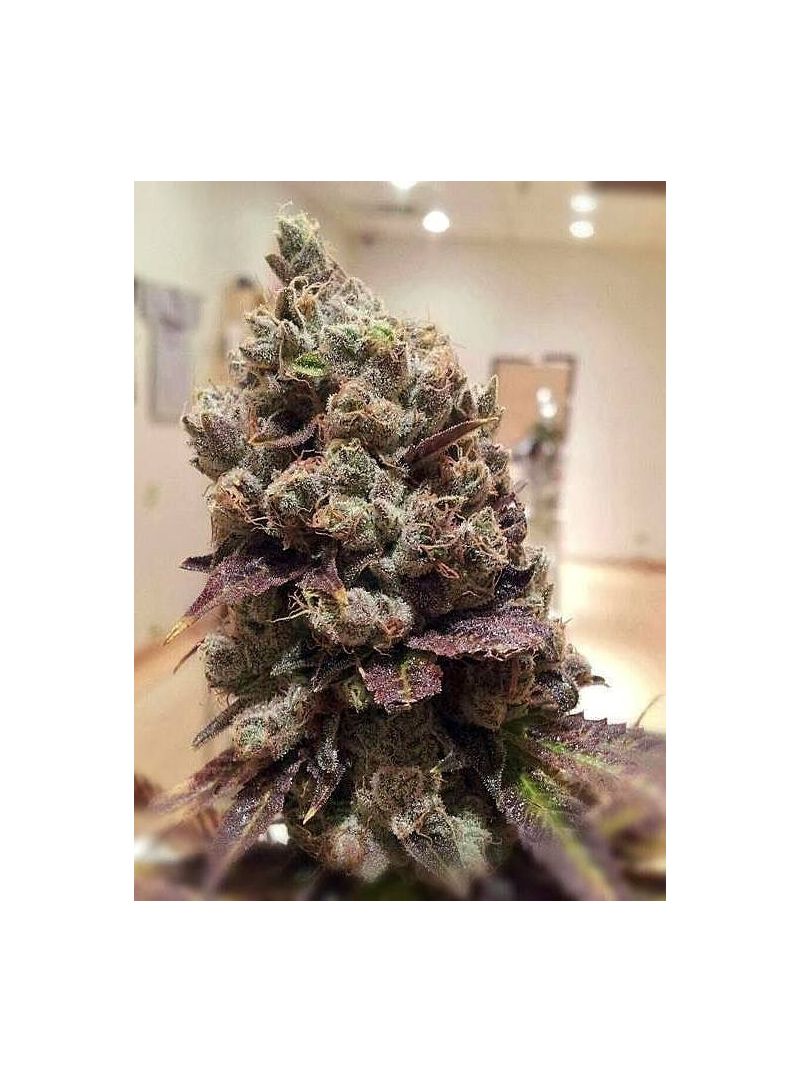 Lee Roy Auto, Фасовка: 5