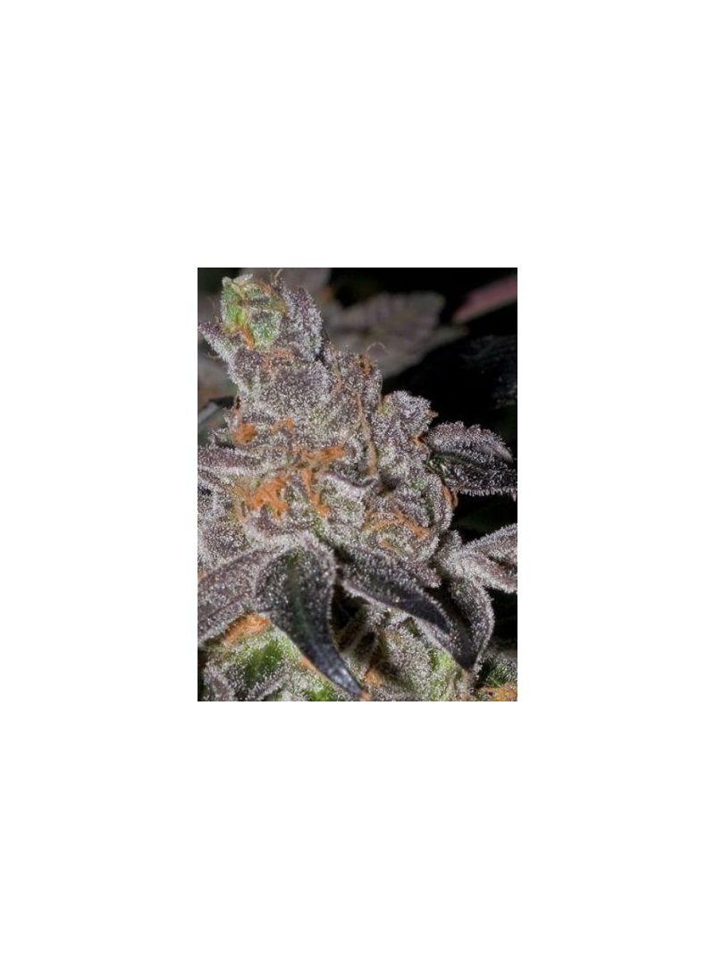 Animal Cookies (America), Фасовка: 5