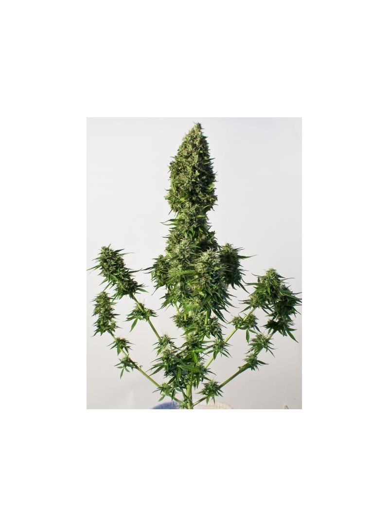 SnowStorm #2 Auto, Фасовка: 7, изображение 7