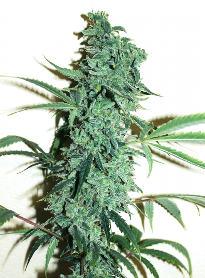 Niagara Auto, Фасовка: 3, изображение 2