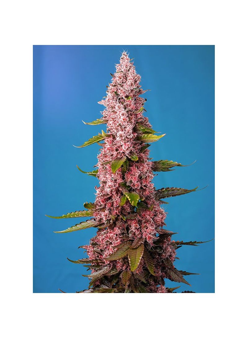 Red Hot Cookies, Фасовка: 3+1, изображение 2