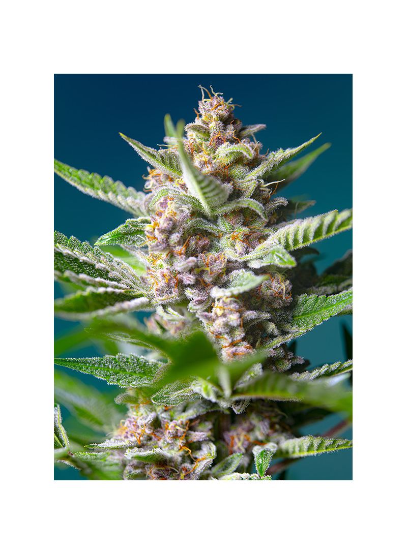 Purple Punch OG, Фасовка: 3+1