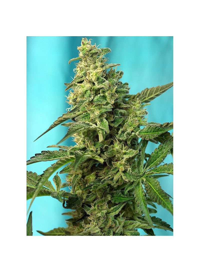 Green Poison F1 Fast Version, Фасовка: 3+1