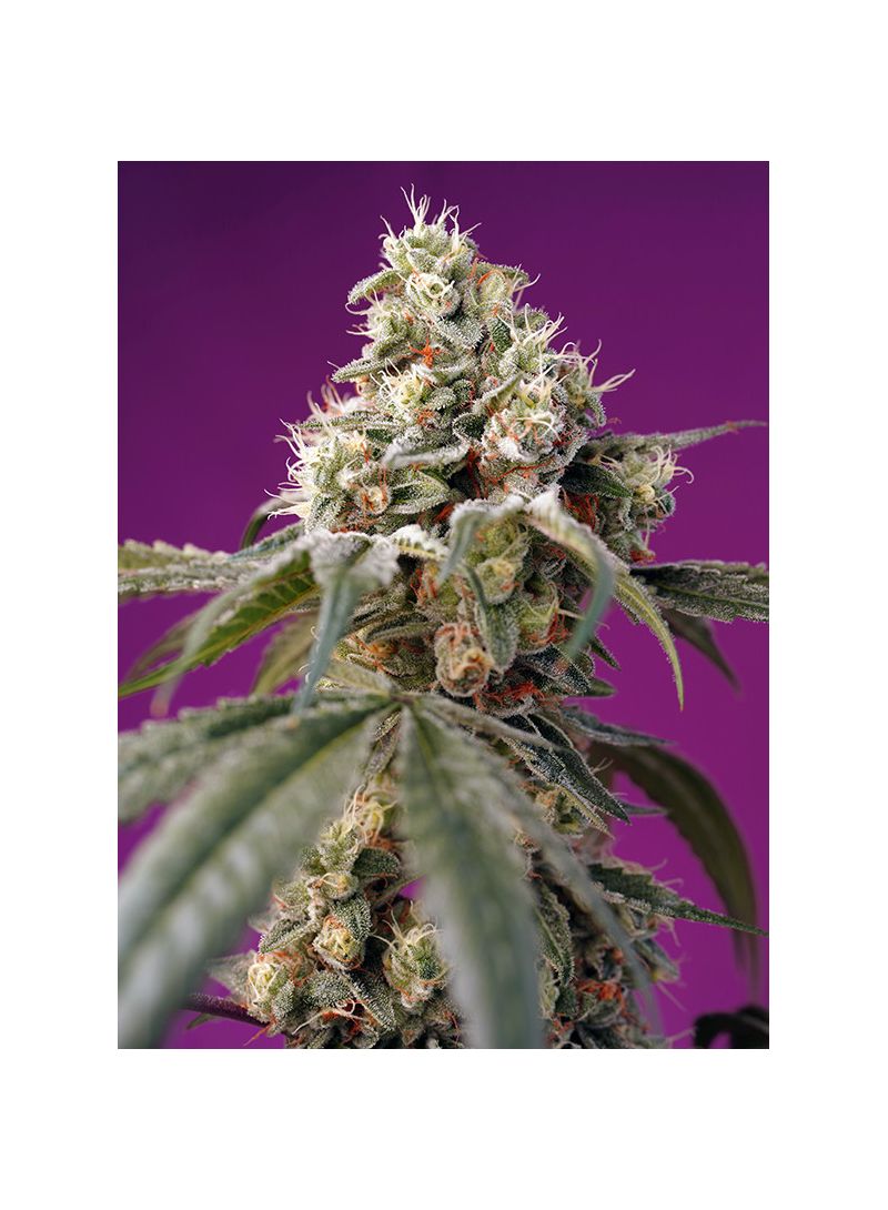 Bruce Banner Auto, Фасовка: 3+1, изображение 2