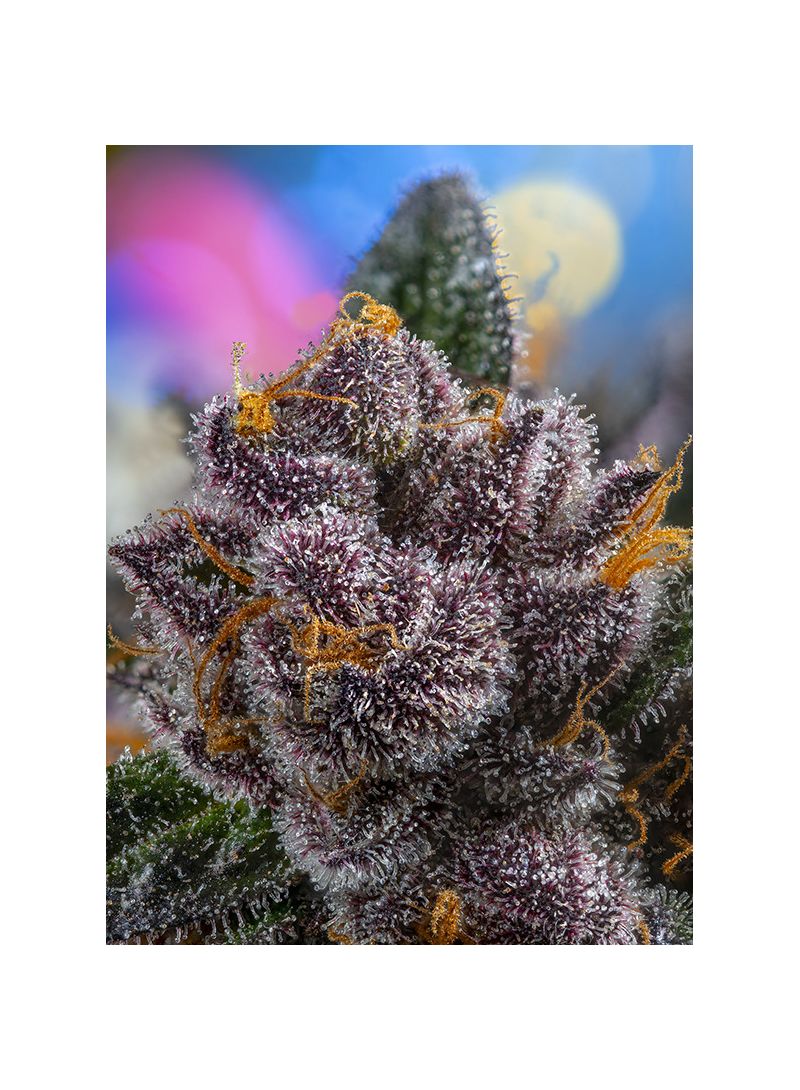 Red Strawberry Banana Auto, Фасовка: 3+1, изображение 2