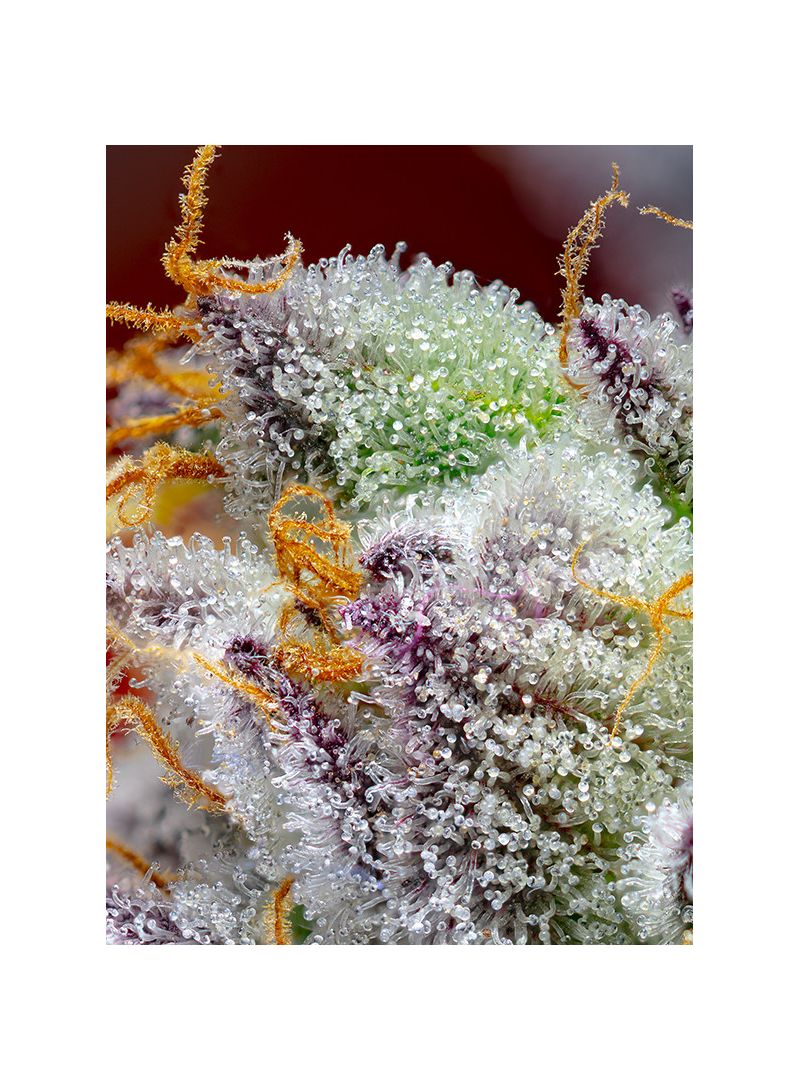 Red Gorilla Girl XL Auto, Фасовка: 3+1, изображение 2