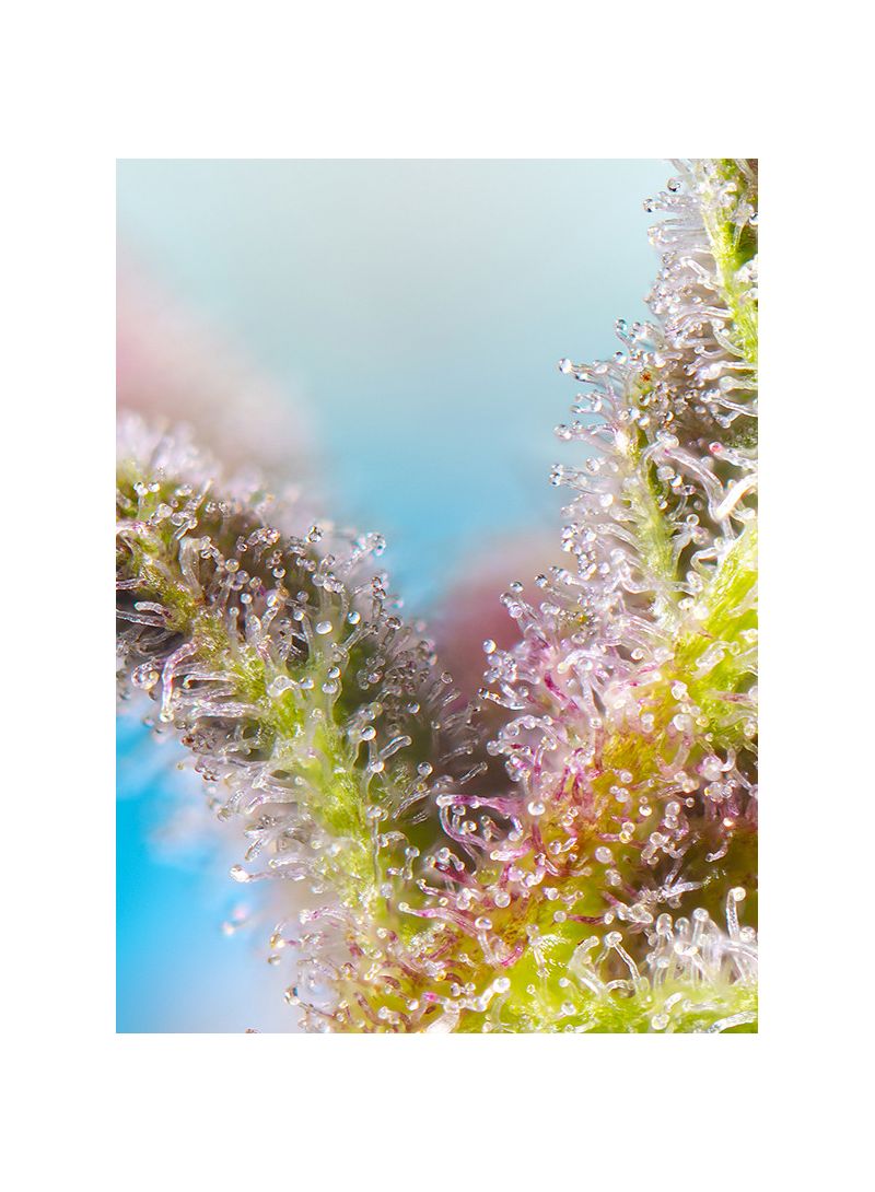 Purple Punch OG, Фасовка: 3+1, изображение 2