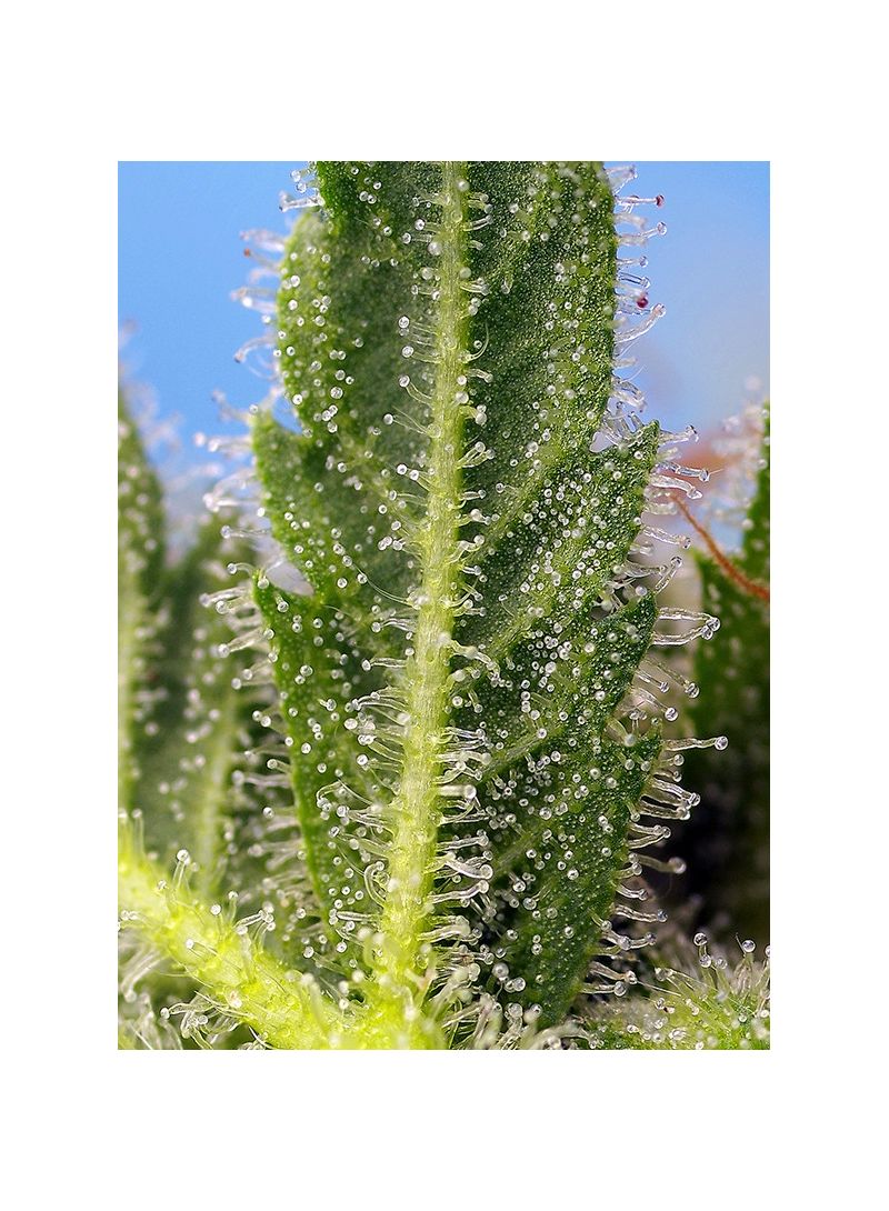 Runtz XL Auto, Фасовка: 3+1, изображение 2