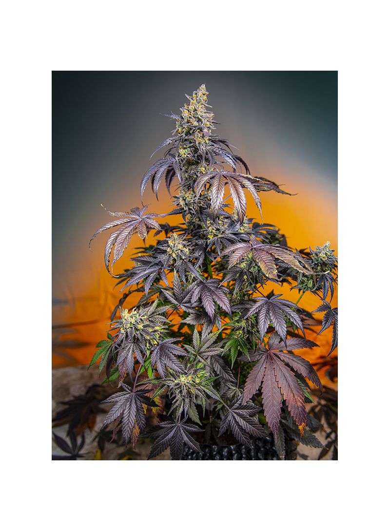 Red Gorilla Girl XL Auto, Фасовка: 3+1