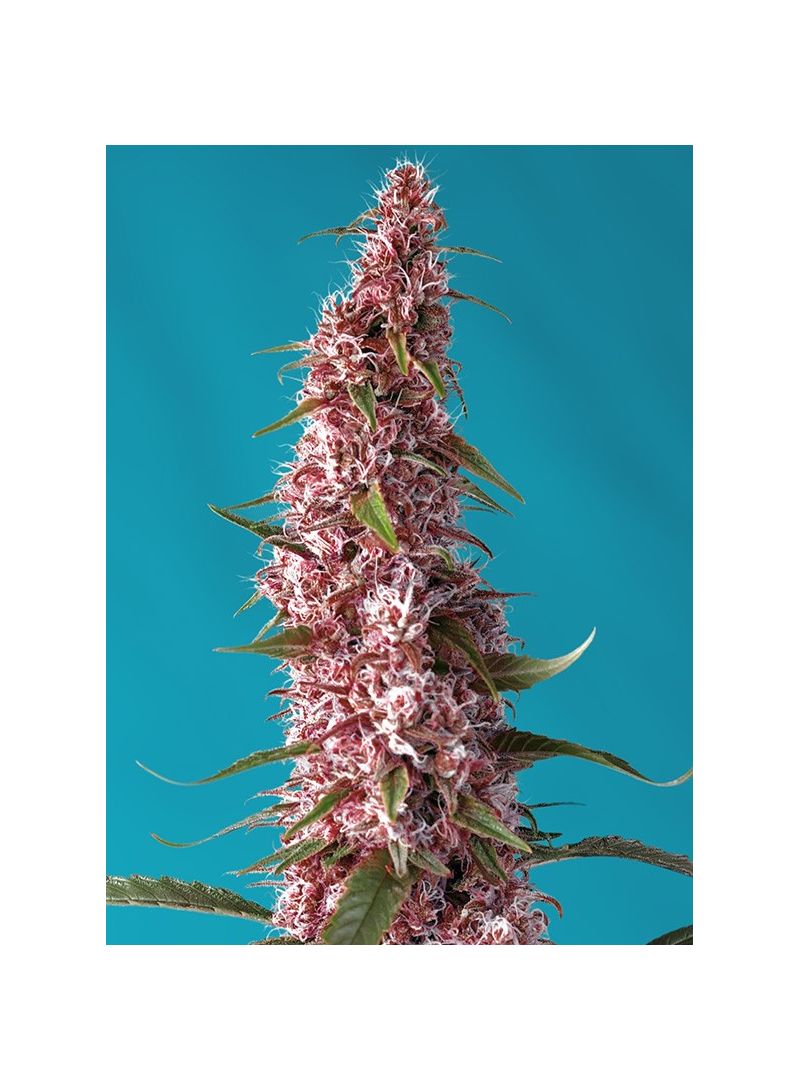 Red Pure Auto CBD, Фасовка: 3+1