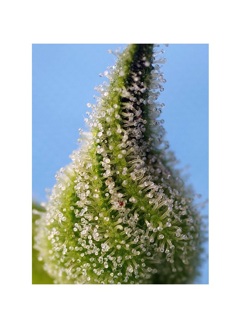 Bruce Banner Auto, Фасовка: 3+1, изображение 3