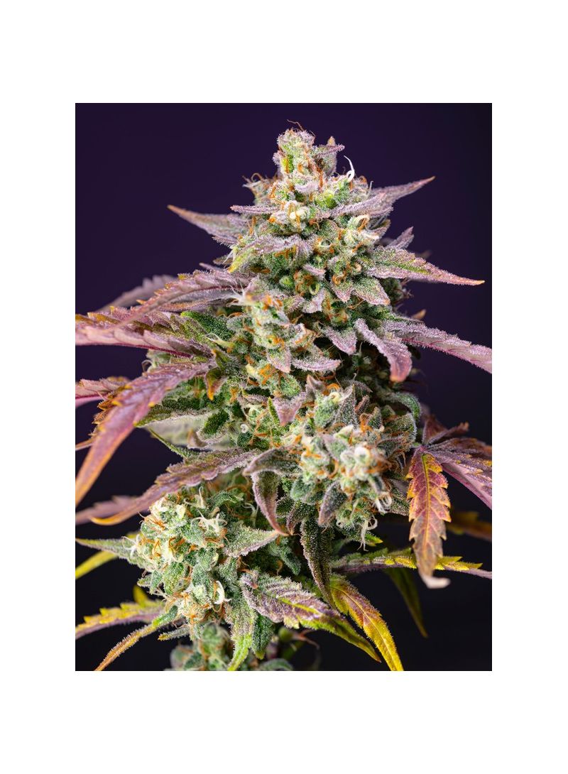 Purple Punch OG XL Auto, Фасовка: 5+2