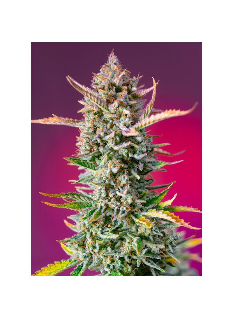 Gorilla Sherbet F1 Fast Version, Фасовка: 3+1