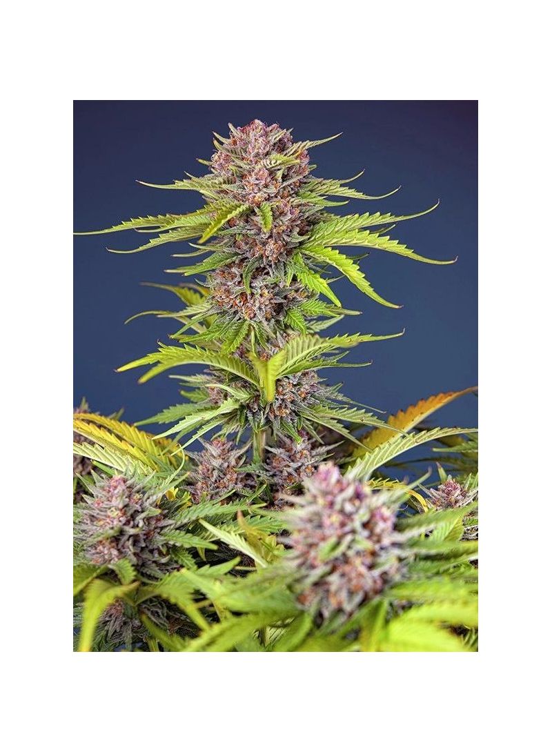 Red Mimosa XL Auto, Фасовка: 3+1