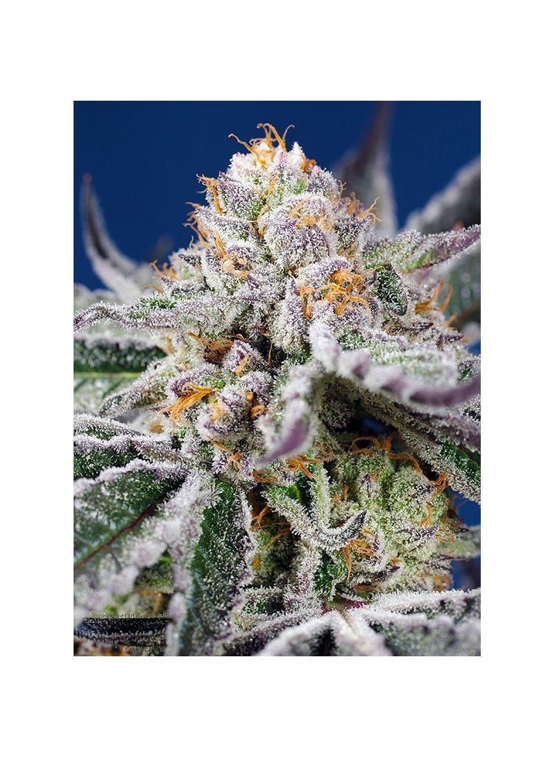 Orange Apricot Glue XL Auto, Фасовка: 5+2