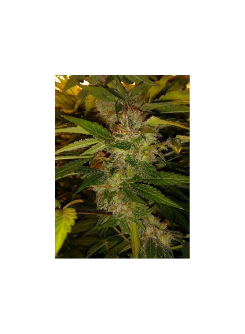 Auto Bubba Kush XL, Фасовка: 5, изображение 3