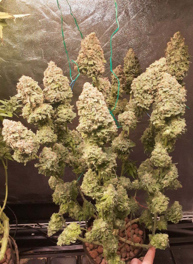 CBD Punch, Фасовка: 10, изображение 2