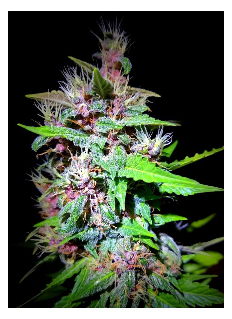 Purple Mazar Auto, Фасовка: 5, изображение 7