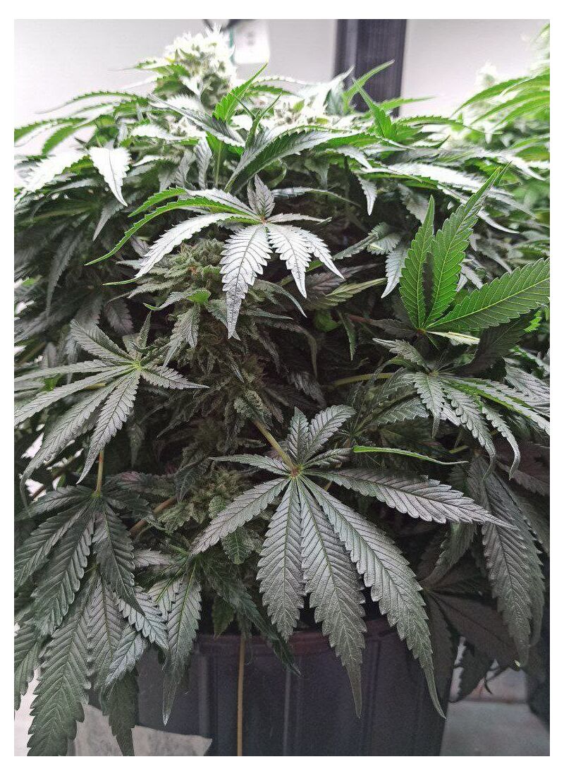 Fast Candy Shooter, Фасовка: 6, изображение 2