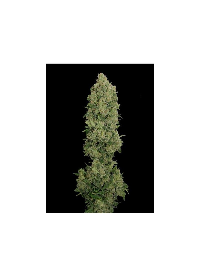 Auto N.Y.C. Diesel, Фасовка: 5, изображение 2