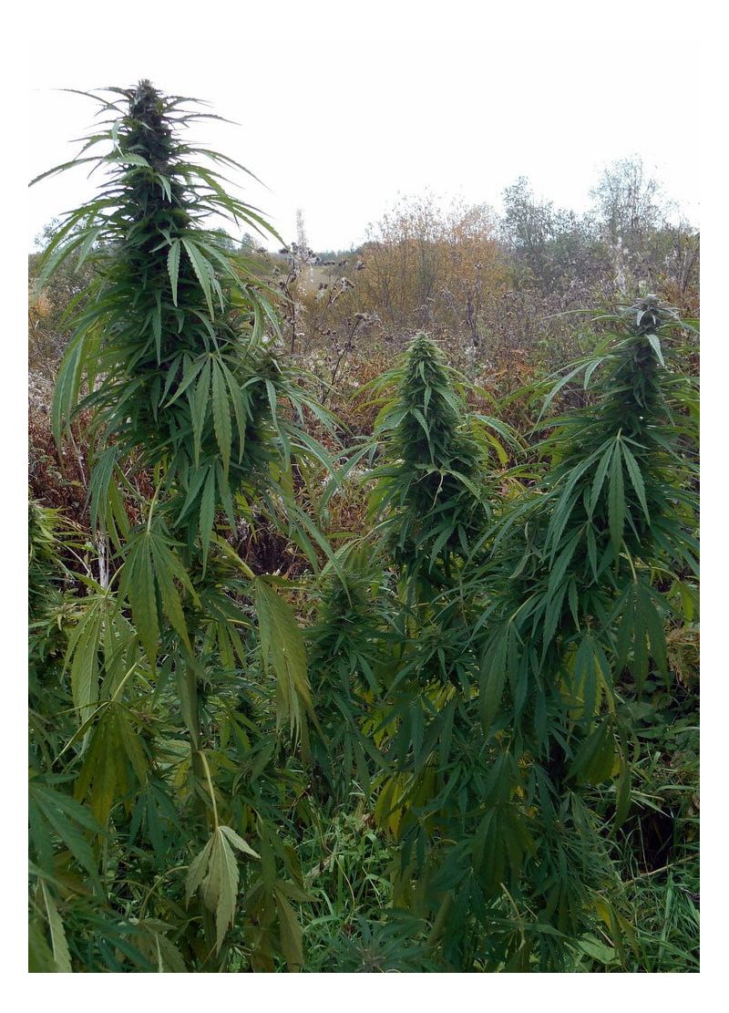 Valkyrie Reg, Фасовка: 12, изображение 2