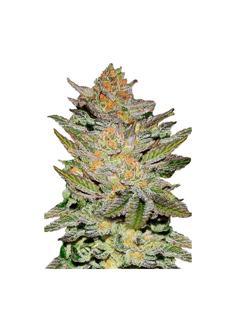 Blue Ace Auto CBD, Фасовка: 3