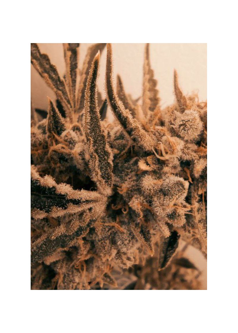 Cookies Kush Auto, Фасовка: 10, изображение 5