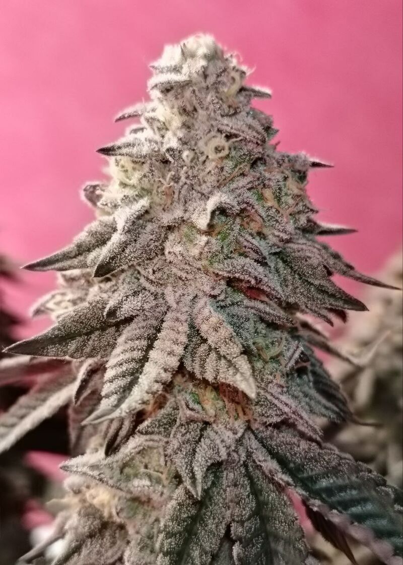 OMG, Фасовка: 5, изображение 2