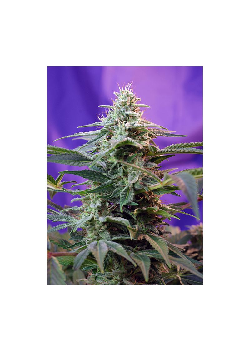 Sweet Special Auto, Фасовка: 3