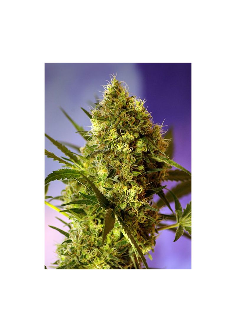 Big Devil Auto, Фасовка: 5+2, изображение 2