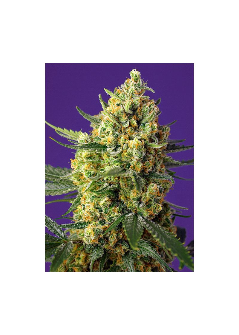 Crystal Candy XL Auto, Фасовка: 5+2