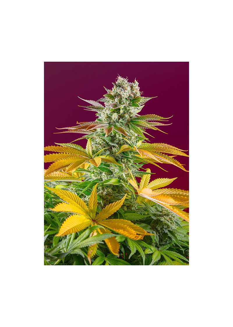 Gorilla Girl Fast Version, Фасовка: 5+2