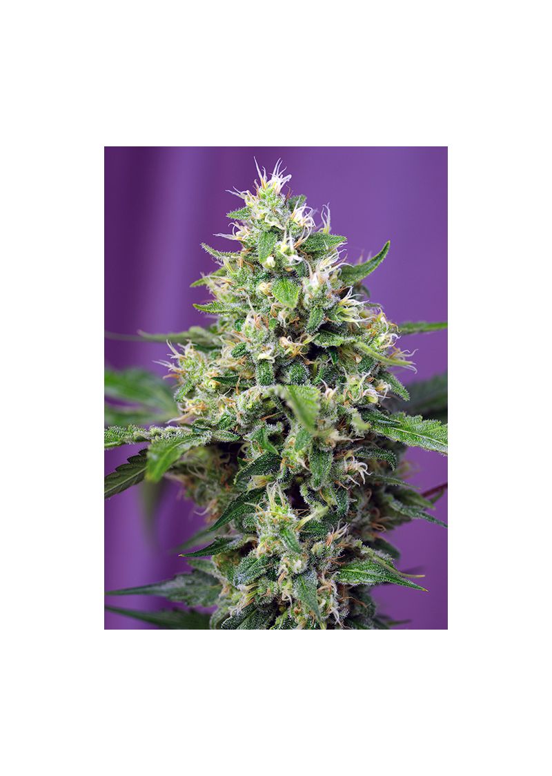 Sweet Amnesia Haze XL Auto, Фасовка: 3+1, изображение 2