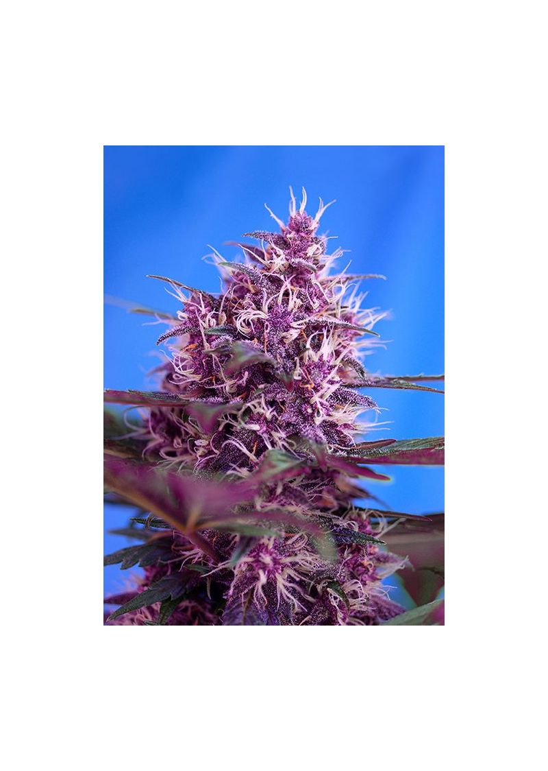 Red Poison Auto, Фасовка: 3+1