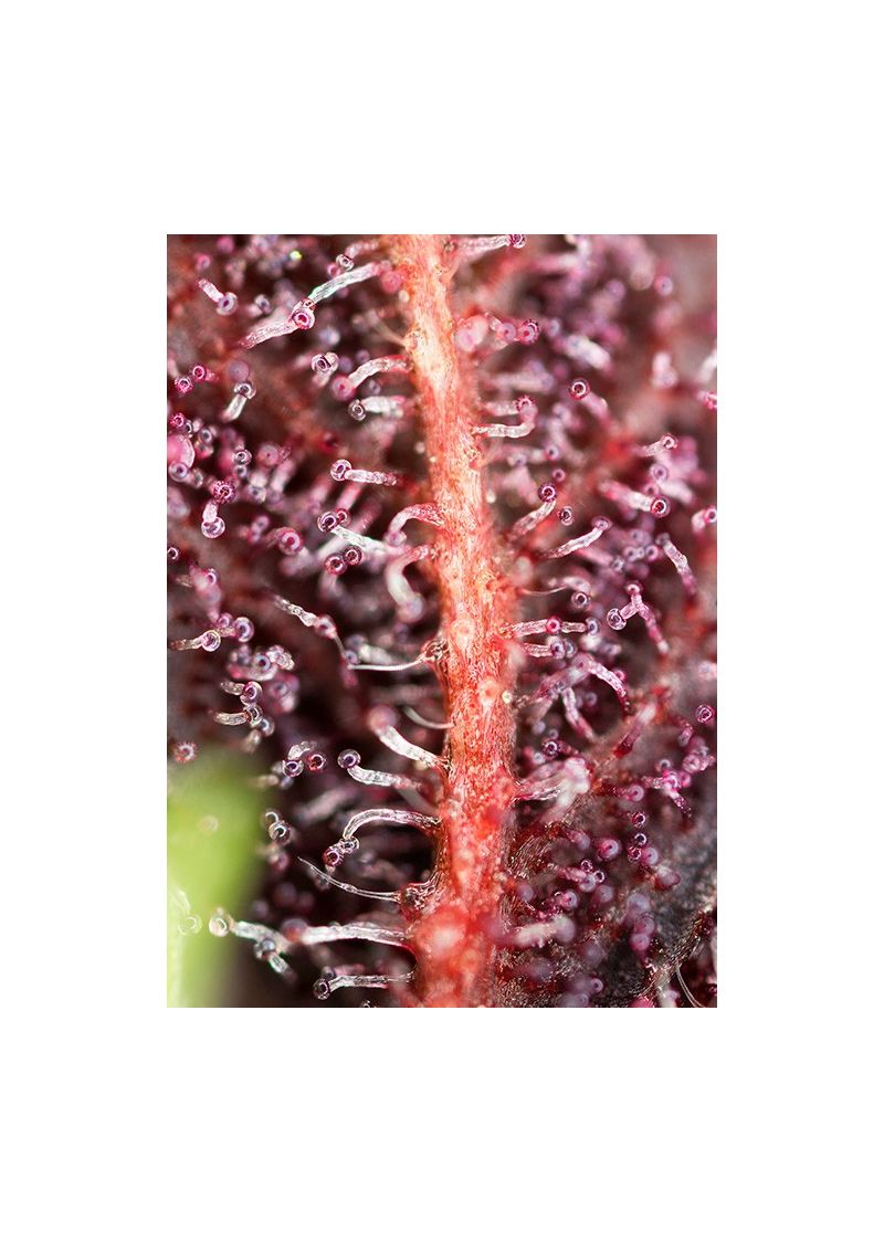 Red Hot Cookies, Фасовка: 3+1, изображение 3