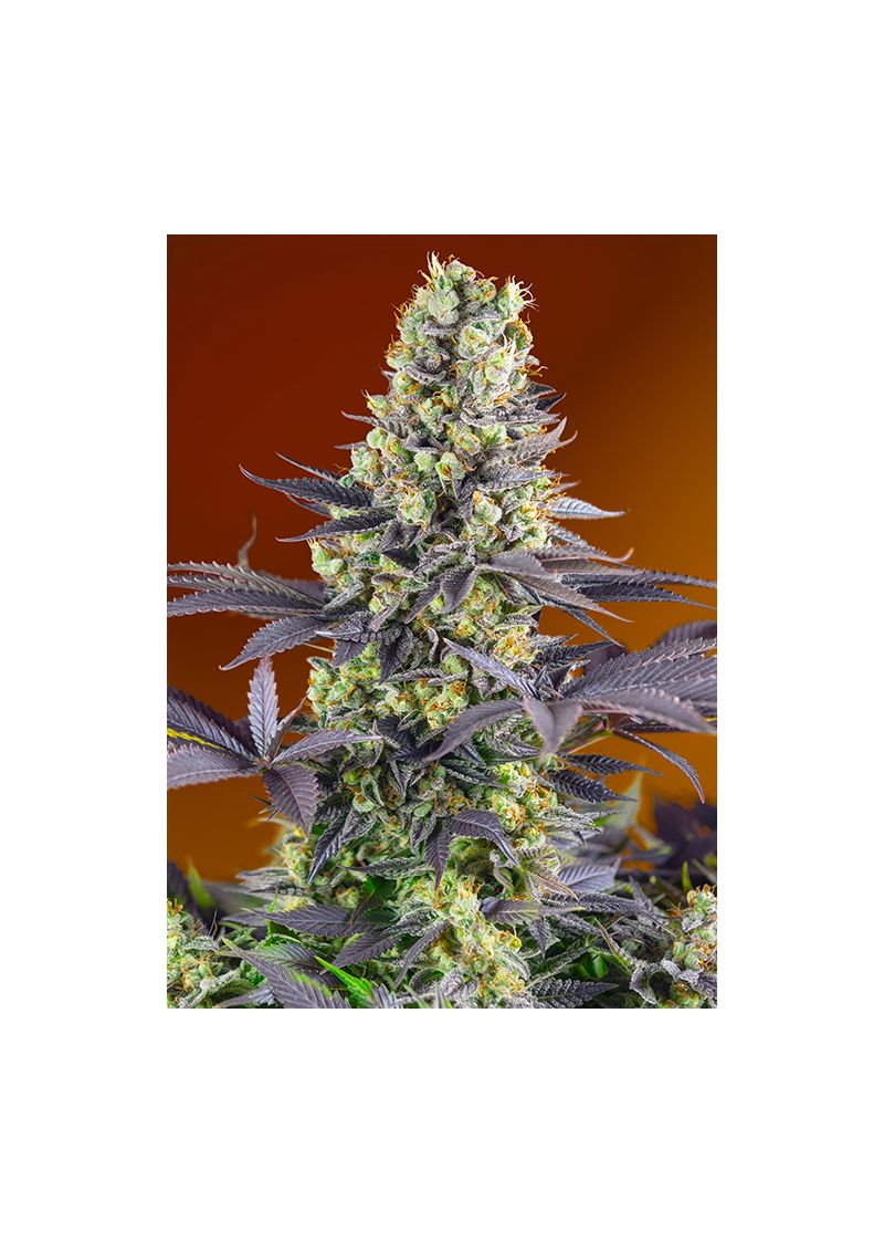 Sweet Zkittlez, Фасовка: 3+1