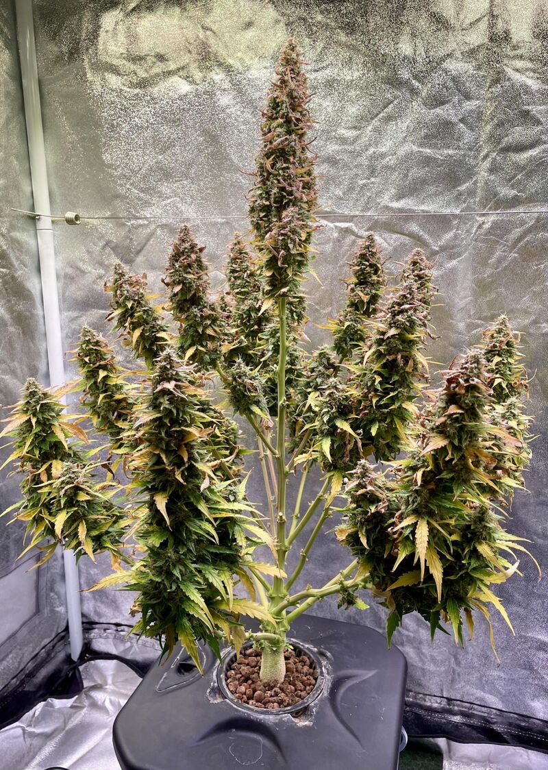 Pineapple express Auto, Фасовка: 3, изображение 6