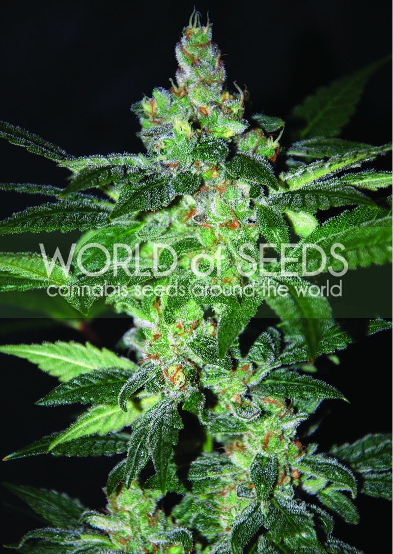 Amnesia, Фасовка: 3, изображение 2