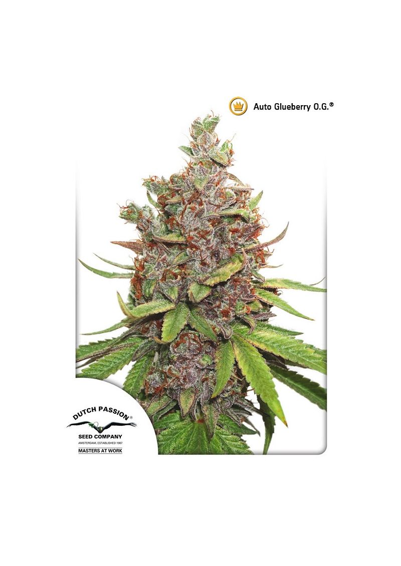 Auto Gluebery O.G., Фасовка: 3