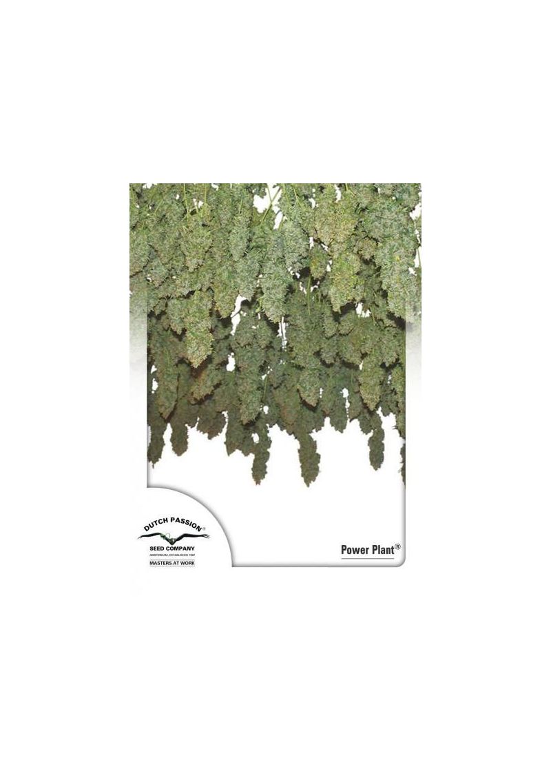 Power Plant, Фасовка: 3, изображение 7