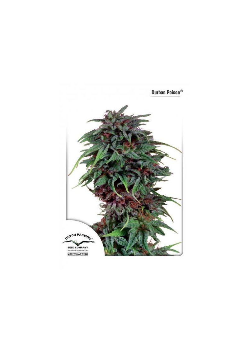 Durban Poison, Фасовка: 3, изображение 2