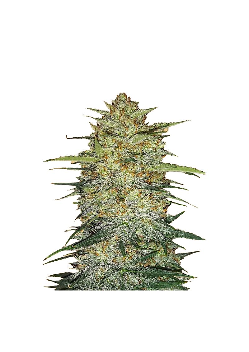 Original Auto OG Kush, Фасовка: 3