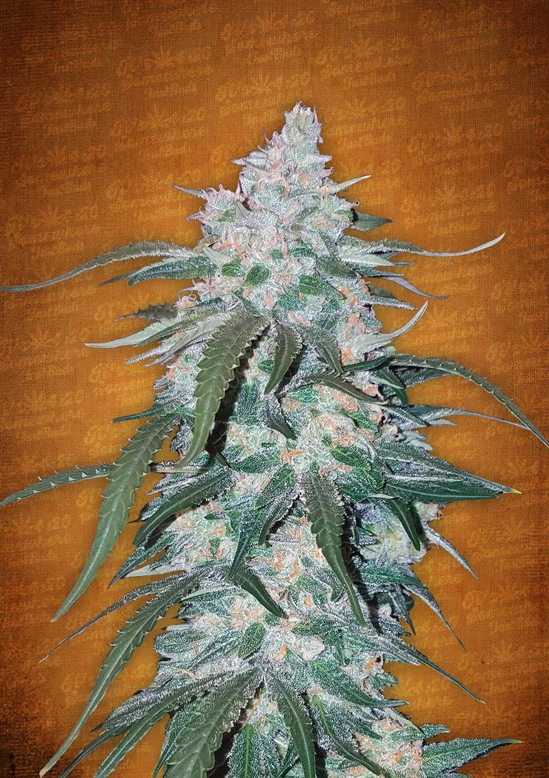 Pineapple Express Auto, Фасовка: 1, изображение 3