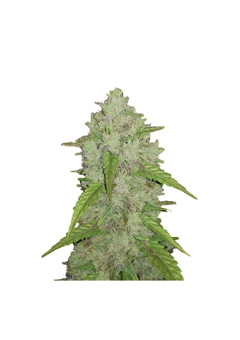 Original Auto Amnesia Haze, Фасовка: 5